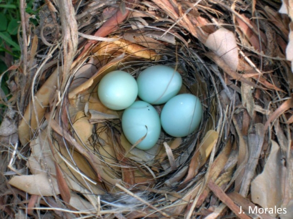 pied-flycatcher-blue-eggs